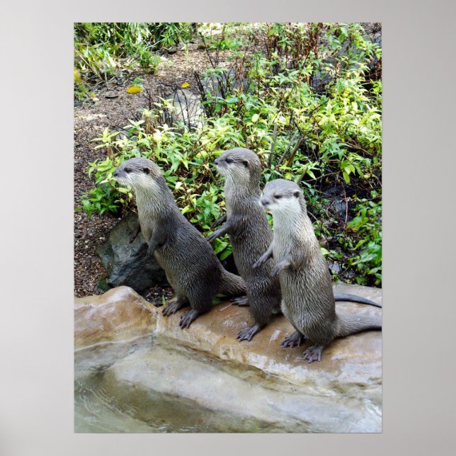 Tre ständiga otters, Poster (Framsidan)