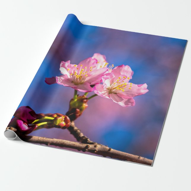 Tre Sunlit Sakura Flowers Presentpapper (Utrullad)