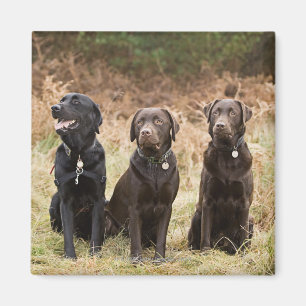 Tre svart Labrador retrievers Magnet