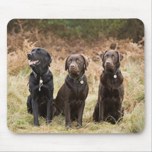 Tre svart Labrador retrievers Musmatta