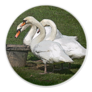 TRE SWANS/PHOTOG.WITH DIGITALA EFFEKTER KNOPP