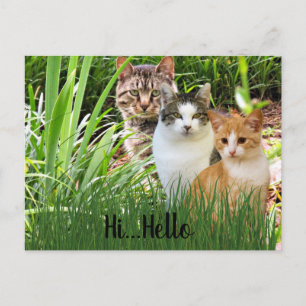 Tre Tabby katt i Garden "Hi Hej" Vykort
