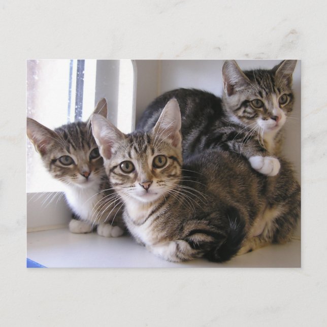 Tre Tabby Kittens Vykort (Framsida)