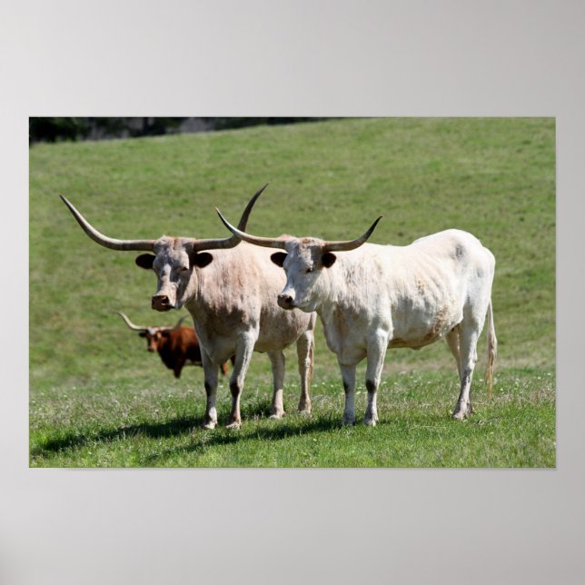 Tre Texas Longhorns Poster (Framsidan)