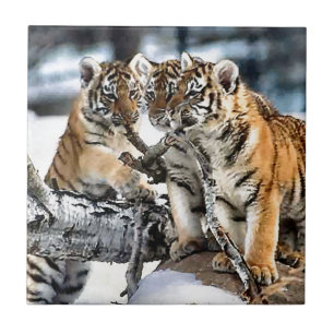 Tre tiger Unge vid uppspelning Kakelplatta