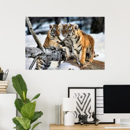 Tre tiger Unge vid uppspelning Poster