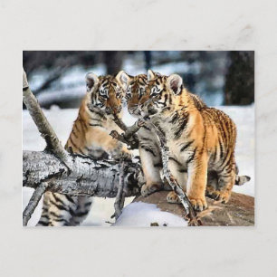 Tre tigerungar i snökonstgåvor vykort