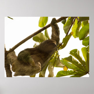 Tre Toed Sloth i Costa Rica Poster