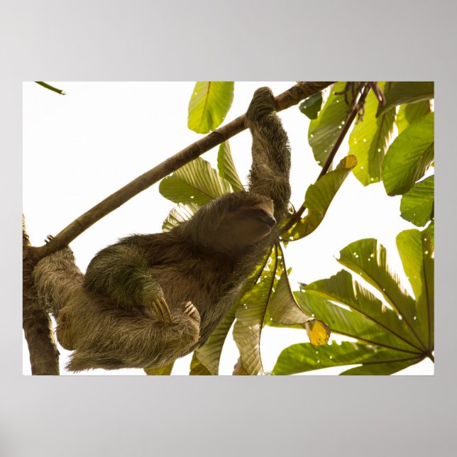 Tre Toed Sloth i Costa Rica Poster (Framsidan)