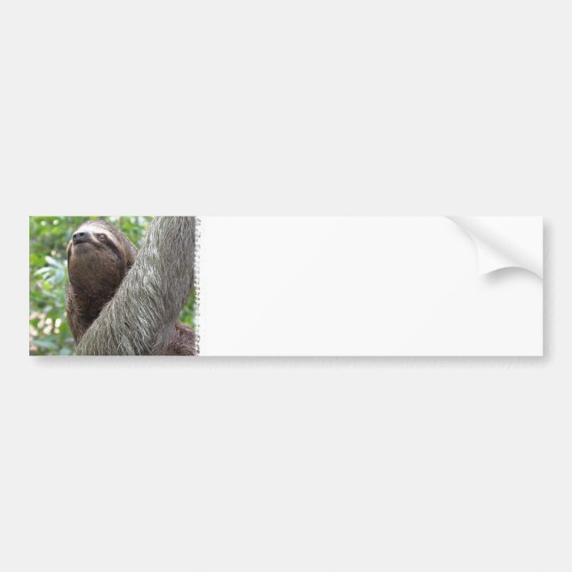 Tre Toed Slothbildekal Bildekal (Framsidan)