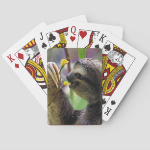 Tre-Toed trädSloth Kortlek