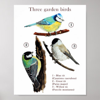 Tre trädgårdsfåglar poster
