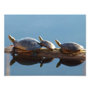 Tre Turtles på en logaritmisk fotoutställning Fototryck