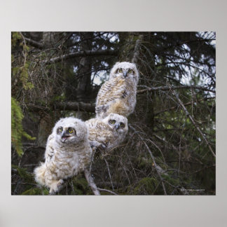 Tre Underbara Chickar av Uggla (Bubo Virginianus) Poster