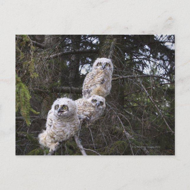 Tre Underbara Chickar av Uggla (Bubo Virginianus) Vykort (Framsida)