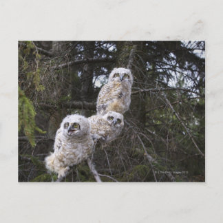 Tre Underbara Chickar av Uggla (Bubo Virginianus) Vykort