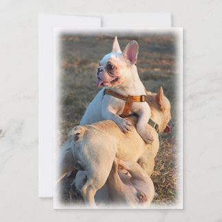 Tre unga Bulldog har Roligt Wrestling!