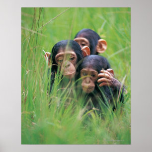 Tre unga schimpanser (panorera grottmänniskor), i poster