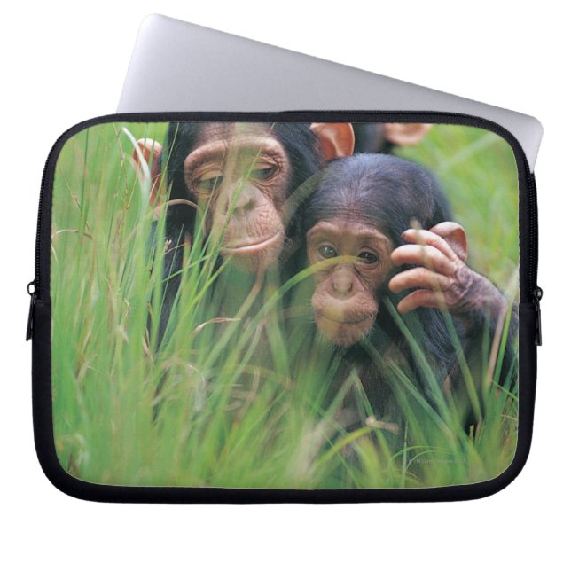 Tre unga schimpanzeer (Pan troglodytes) in Laptop Fodral (Framsidan)