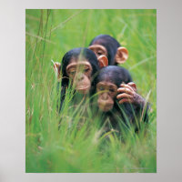 Tre unga schimpanzeer (Pan troglodytes) in