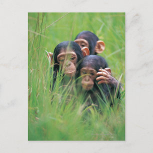 Tre unga schimpanzeer (Pan troglodytes) in Vykort