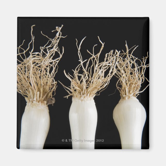 Tre vår-lök magnet (Framsidan)