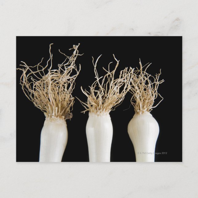 Tre vår-lök vykort (Framsida)