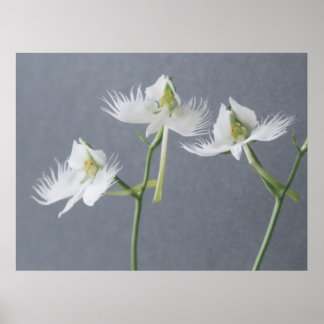 Tre vita Egret Orchids Poster