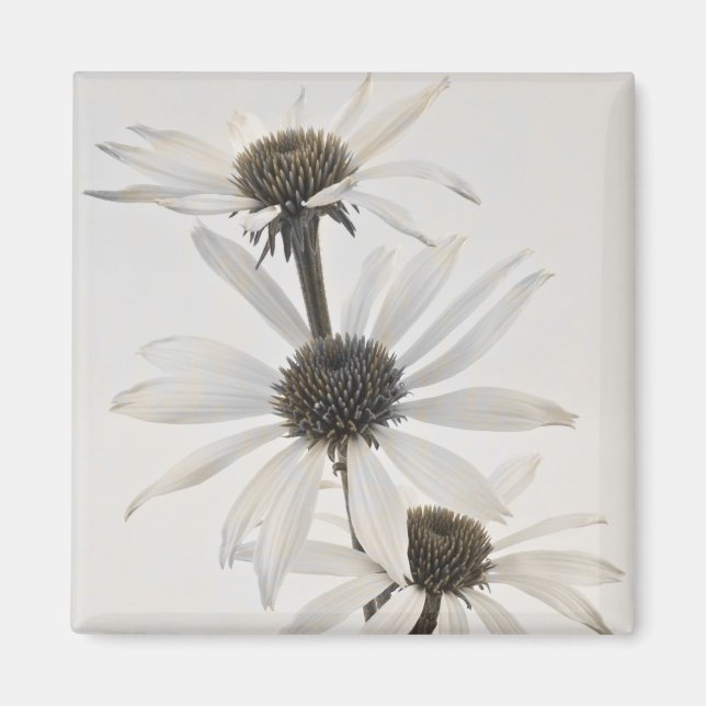 Tre vita tonblommor magnet (Framsidan)