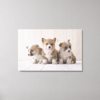 Tre Welsh Corgi Canvastryck