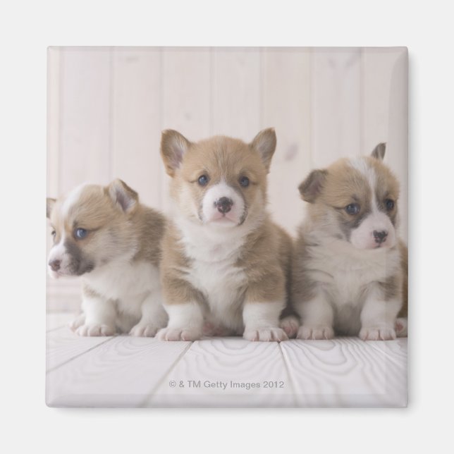 Tre Welsh Corgi Magnet (Framsidan)