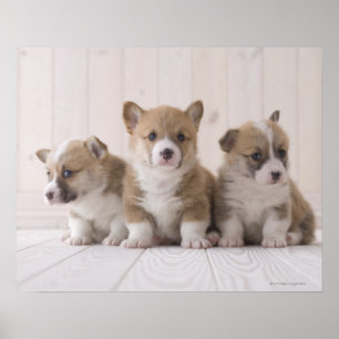 Tre Welsh Corgi Poster