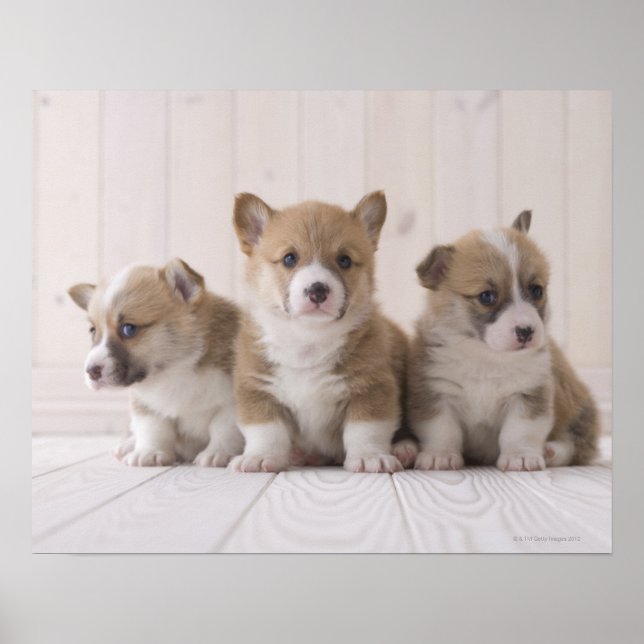 Tre Welsh Corgi Poster (Framsidan)
