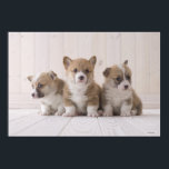 Tre Welsh Corgi Poster<br><div class="desc">Tre pembroke welcorgi sitta på golv | MIXA | Tillgångs-ID: 88665471</div>