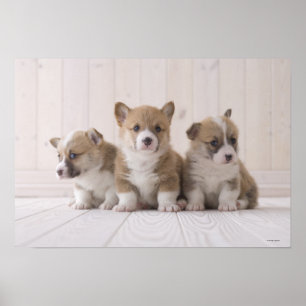 Tre Welsh Corgi Poster