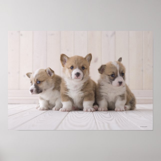 Tre Welsh Corgi Poster (Framsidan)