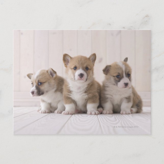 Tre Welsh Corgi Vykort (Framsida)