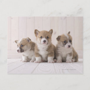 Tre Welsh Corgi Vykort