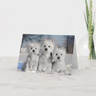Tre Westies i snön Kort
