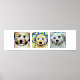 Tre Wheaten Terrier-målningar roligt söt hund Poster