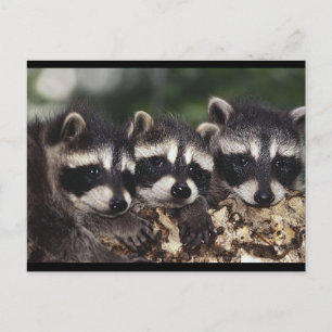 Tre Young Raccoons Vykort