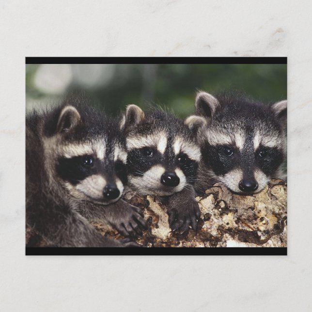 Tre Young Raccoons Vykort (Framsida)
