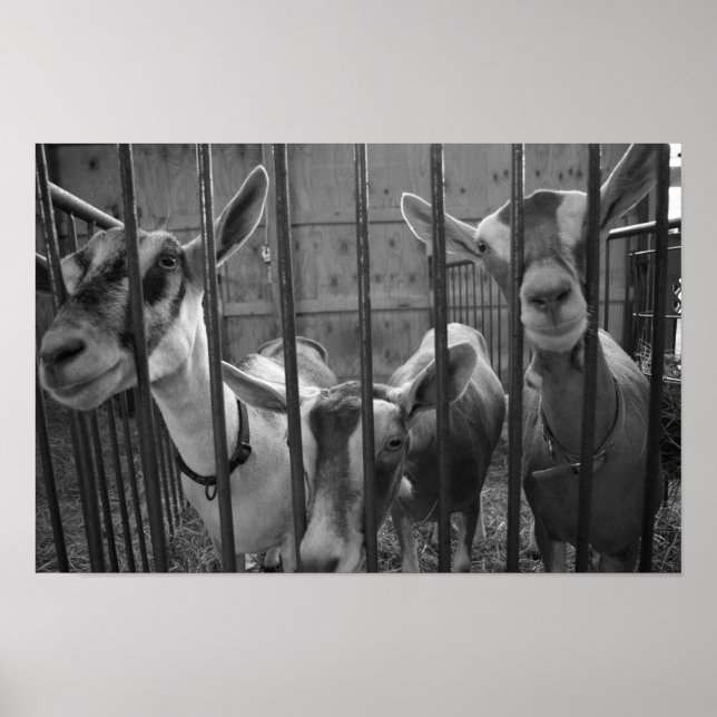 TreAmigos Poster (Framsidan)