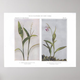 Treavlad Solomons försegling - Vagnera trifolia Poster