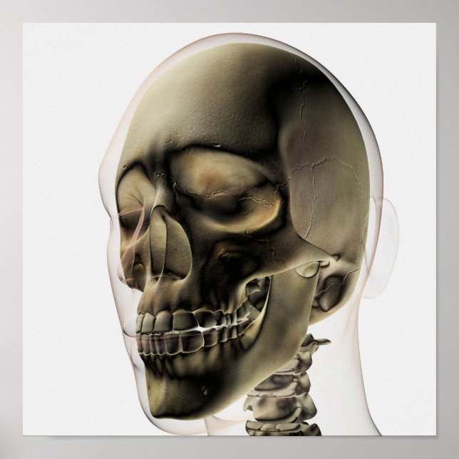 Tredimensionell syn på humant skal och tjugonde poster (Framsidan)