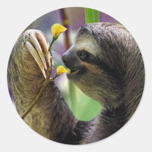 Tredimensionell Träd Sloth Runt Klistermärke