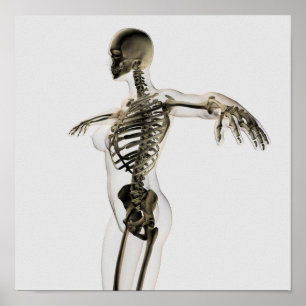 Tredimensionell vy av kvinnligt skelettsystem poster