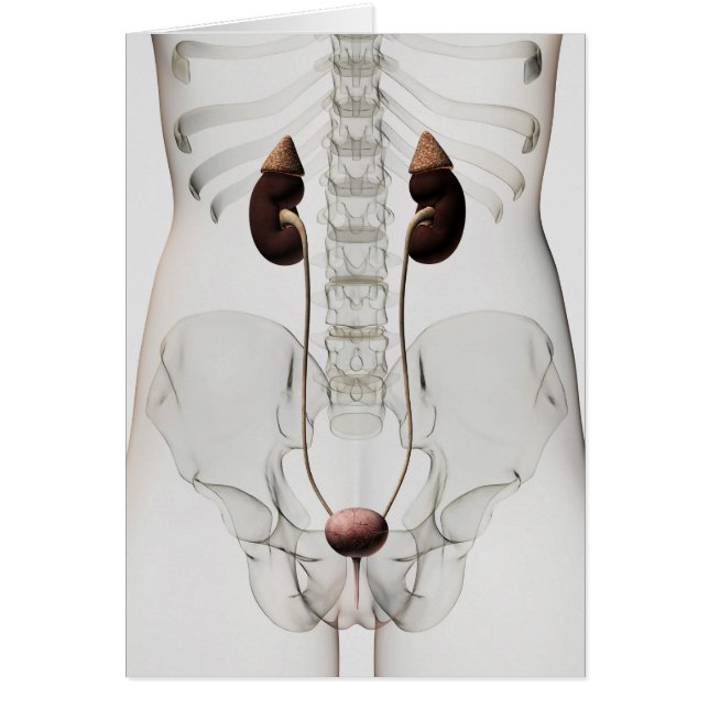 Tredimensionell vy av kvinnligt urinvägssystem hälsningskort (Framsidan)