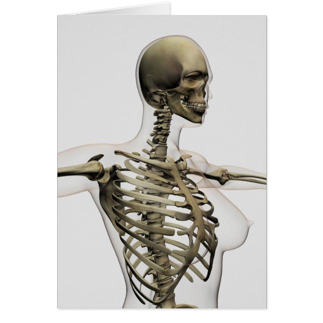 Tredimensionell vy av revben från hondjur hälsningskort (Framsidan)