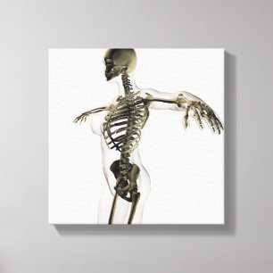 Tredimensionellt beskåda av kvinnligt Skeletal Canvastryck